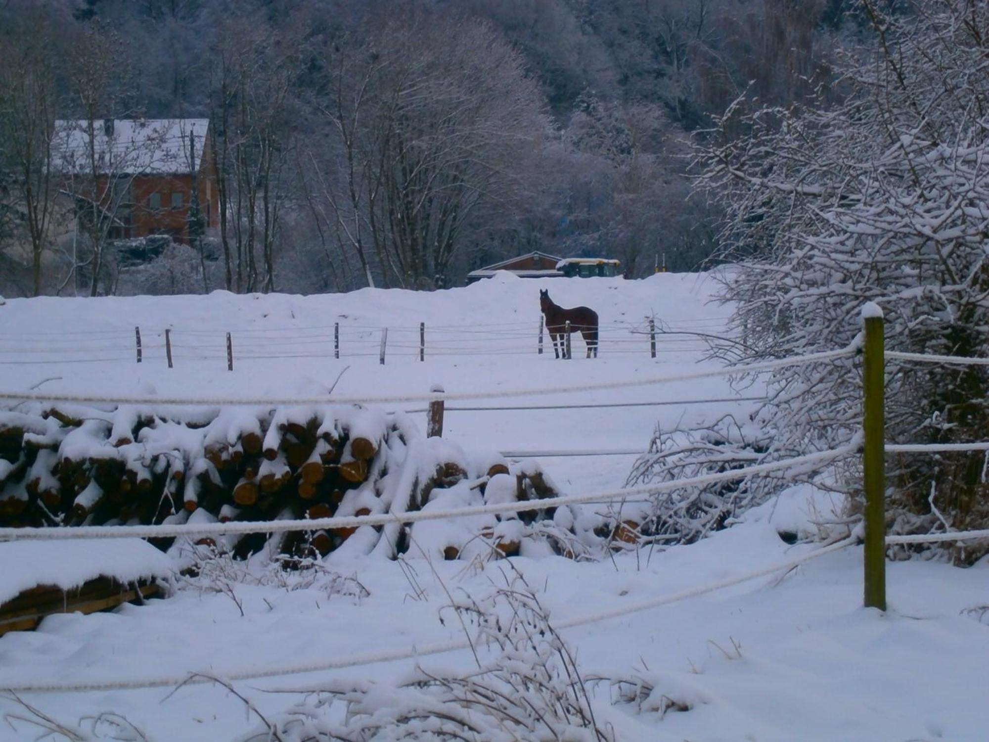 Le Renard'Or Bed & Breakfast Trois-Ponts Dış mekan fotoğraf